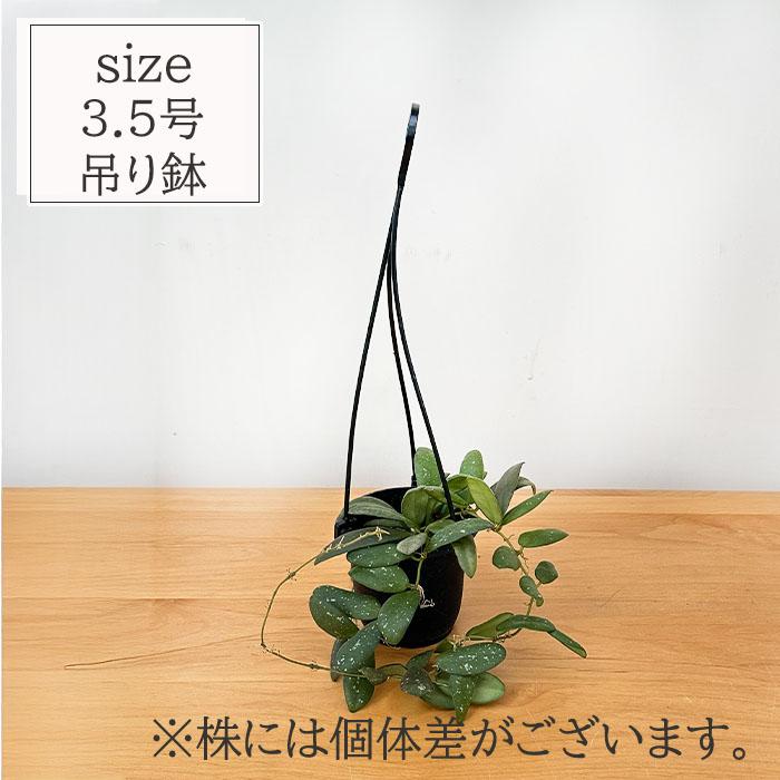 日本花キ流通 予約販売 観葉植物 ホヤ gps7240 3号 吊り鉢 吊り下げ