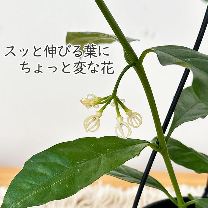 ♡*♡様 【オークション】ホヤ デシプラエ【現品・鉢付・タグ付・第四種郵便】サク 日本花キ流通 予約販売 観葉植物 ホヤ デシプラエ 4号 吊り鉢 吊り下げ