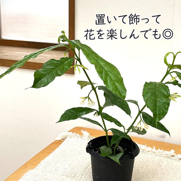 ♡*♡様 【オークション】ホヤ デシプラエ【現品・鉢付・タグ付・第四