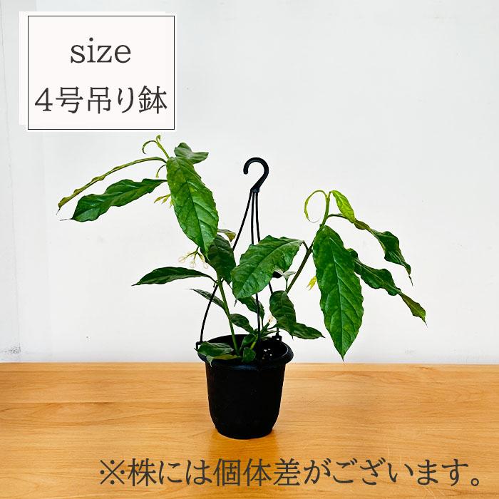 ♡*♡様 【オークション】ホヤ デシプラエ【現品・鉢付・タグ付・第四種郵便】サク 日本花キ流通 予約販売 観葉植物 ホヤ デシプラエ 4号 吊り鉢 吊り下げ
