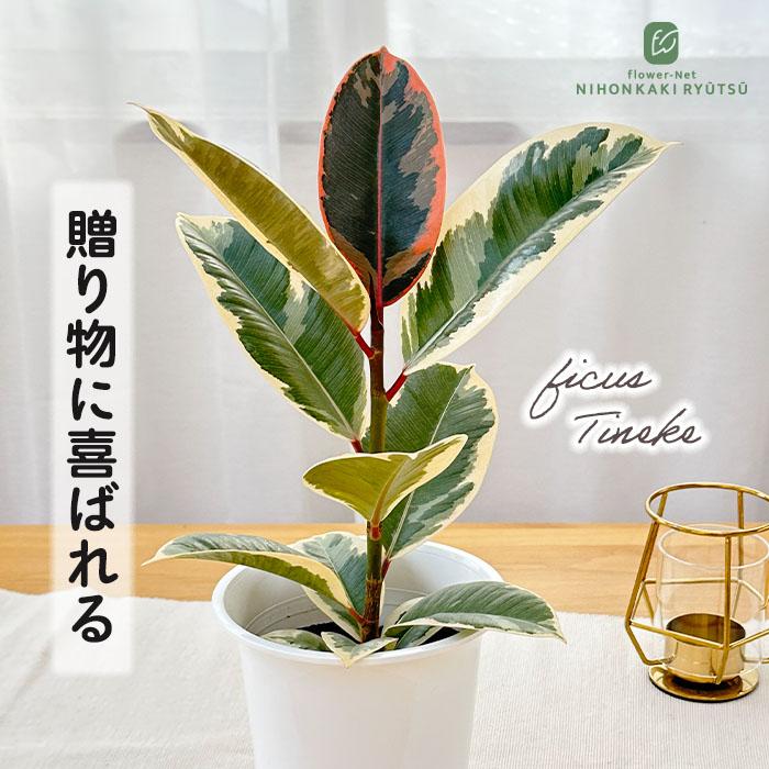 日本花キ流通 観葉植物 フィカス ティネケ ゴムの木 4号鉢 観葉植物