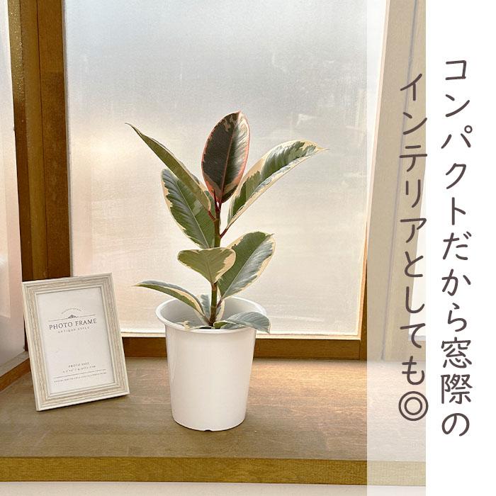 日本花キ流通 観葉植物 フィカス ティネケ ゴムの木 4号鉢 観葉植物