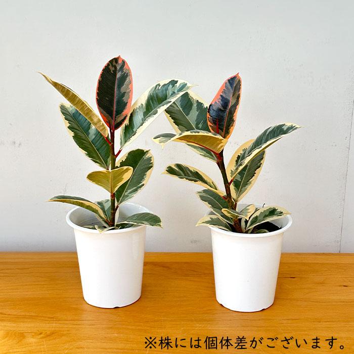 日本花キ流通 観葉植物 フィカス ティネケ ゴムの木 4号鉢 観葉植物