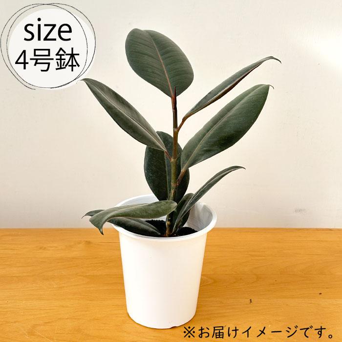 日本花キ流通 観葉植物 フィカス バーガンディ ゴムの木 4号鉢 観葉