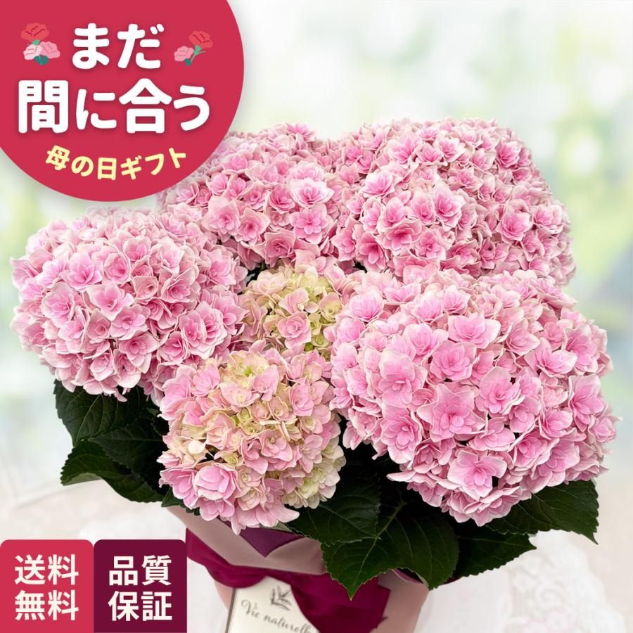 日本花キ流通 母の日 ギフト アジサイ 竜宮 ピンク 5号鉢 送料無料 母