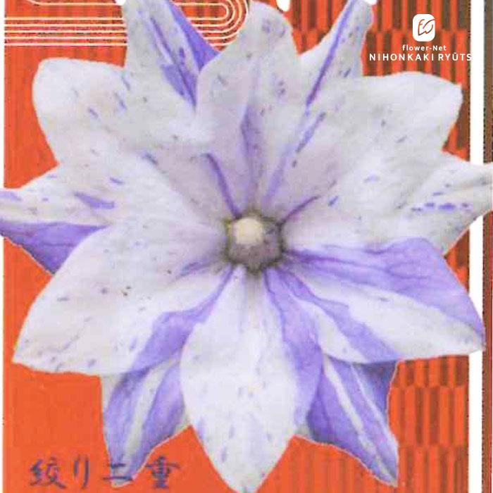 日本花キ流通 予約販売 キキョウ 苗 絞り 二重咲き 9cmポット ガーデン