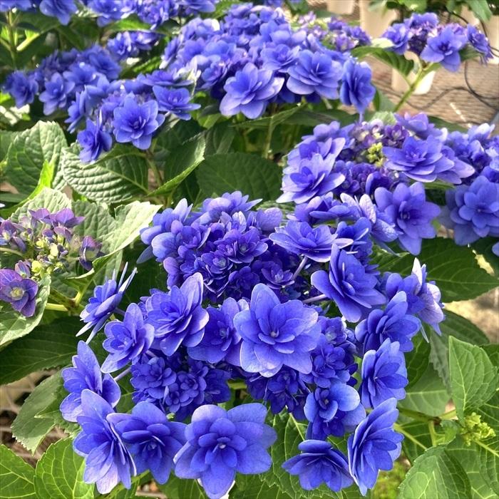 日本花キ流通 アジサイ 卑弥呼 ブルー 10.5cmポット ヒミコ 加茂 KAMO