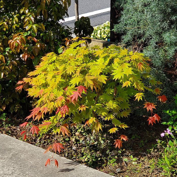 日本花キ流通 予約販売 いろは楓 ムーンライズ 10.5cmポット 送料無料