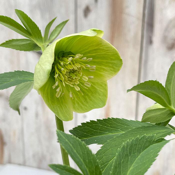 クリスマスローズ リグリクス 5号鉢 送料無料 原種クリスマスローズ