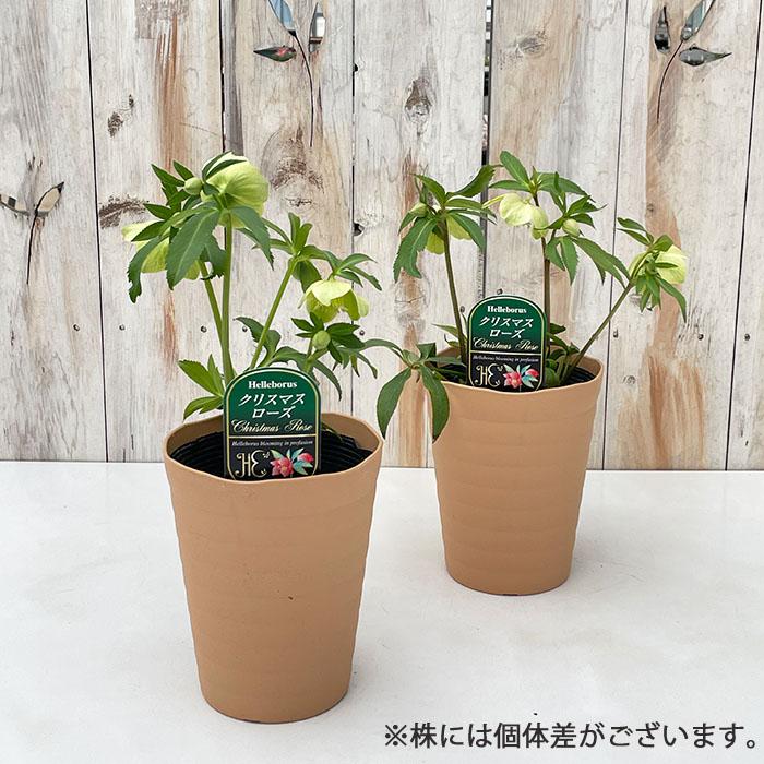 クリスマスローズ リグリクス 5号鉢 送料無料 原種クリスマスローズ