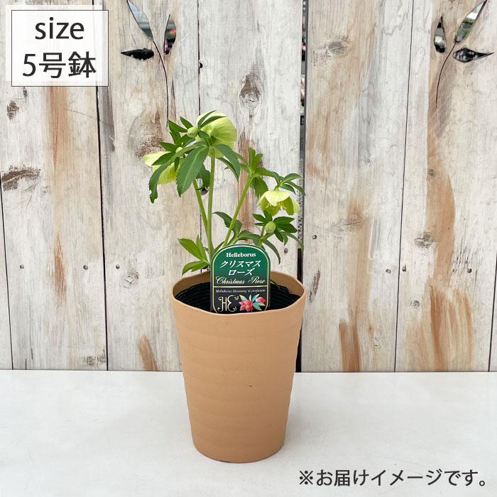 クリスマスローズ リグリクス 5号鉢 送料無料 原種クリスマスローズ