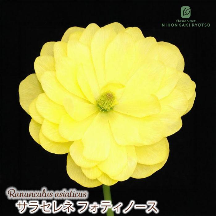 ラナンキュラス ランドセル 苗 サラセレネ フォティノース 10.5cm