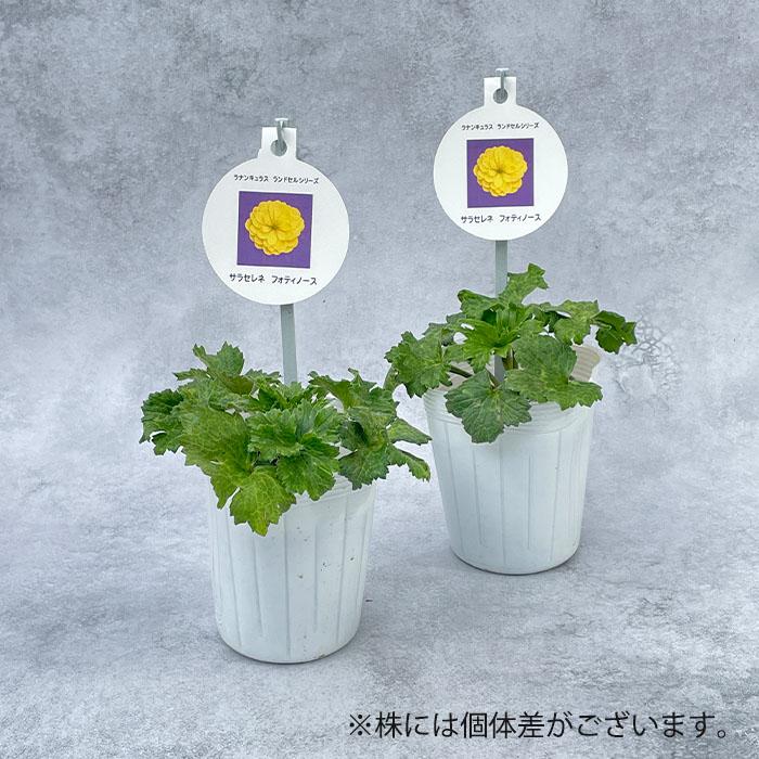 希少種ラナンキュラス　新品種　サラセレネ フォティノース　3.5号苗　3鉢セット ラナンキュラス ランドセル 苗 サラセレネ フォティノース 10.5cm