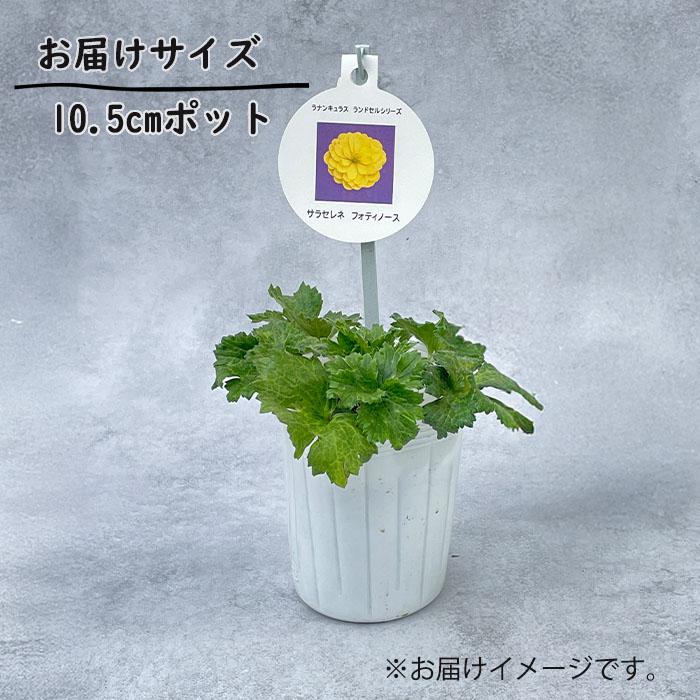 ラナンキュラス ランドセル 苗 サラセレネ フォティノース 10.5cm