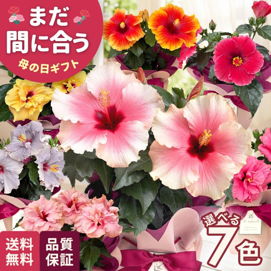 母の日 ギフト 花 選べる ハイビスカス 7色 5号鉢 送料無料 母の日 プレゼント 鉢植え best 日本花キ流通（Yahoo!・フラワーネット日本花キ流通）