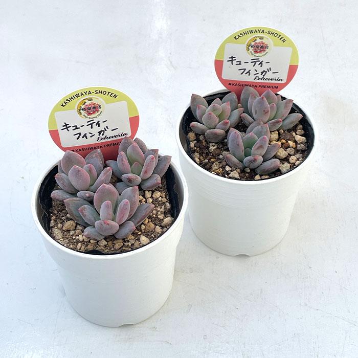 多肉植物 kswパキフィツム キューティーフィンガー 柏屋商店さん苗 エケベリア 6cmポット |  | 01