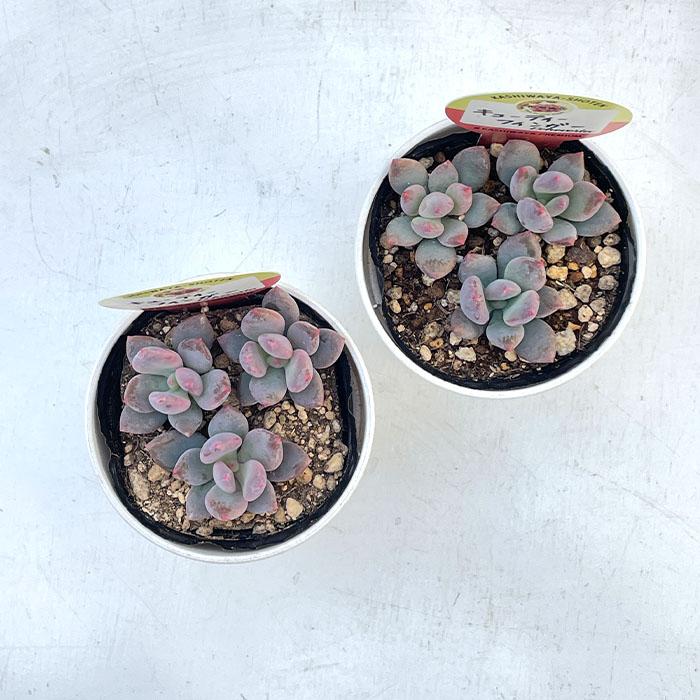 多肉植物 kswパキフィツム キューティーフィンガー 柏屋商店さん苗 エケベリア 6cmポット |  | 02