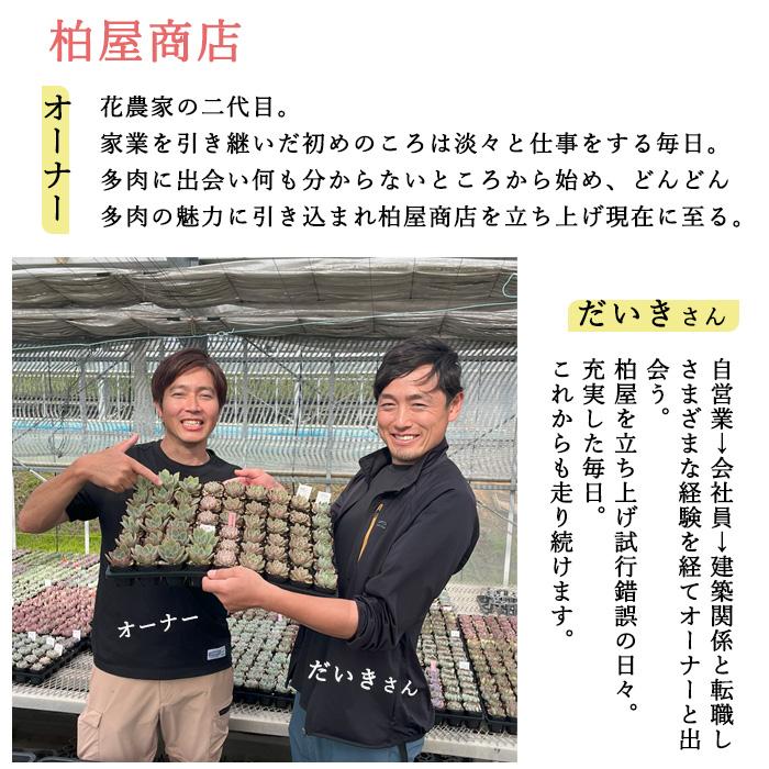 多肉植物 kswパキフィツム キューティーフィンガー 柏屋商店さん苗 エケベリア 6cmポット |  | 03