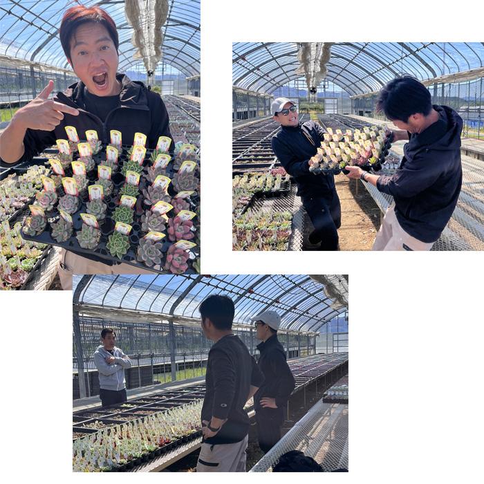 多肉植物 kswパキフィツム キューティーフィンガー 柏屋商店さん苗 エケベリア 6cmポット |  | 04