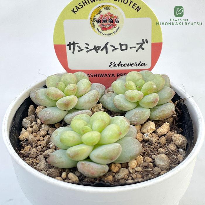 多肉植物 kswエケベリア サンシャインローズ 柏屋商店さん苗