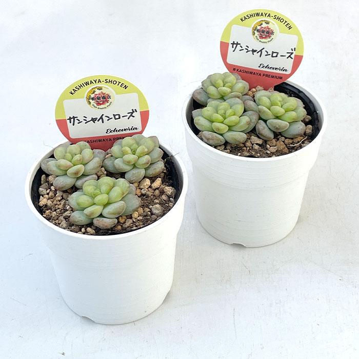 多肉植物 kswエケベリア サンシャインローズ 柏屋商店さん苗