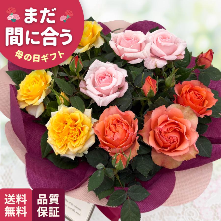日本花キ流通 母の日 ギフト 花 ミニバラ サンクスミルフィーユ 5号鉢