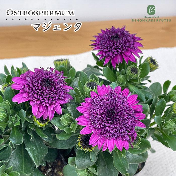 日本花キ流通 オステオスペルマム 苗 マジェンタ 星野愉司さん育種 9cm