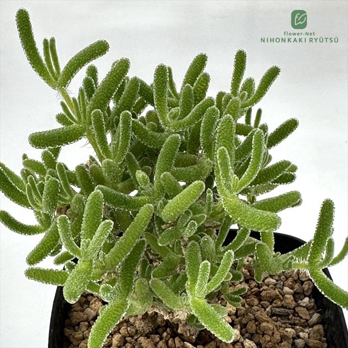 日本花キ流通 多肉植物 caドロサンテマム 蛍光兎 ドロサンセマム 多肉