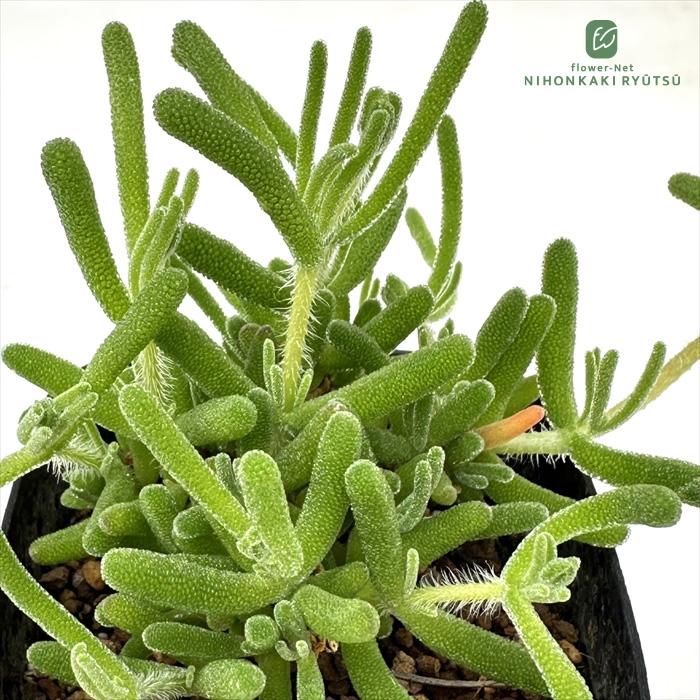 日本花キ流通 多肉植物 caドロサンテマム アイスオレンジ