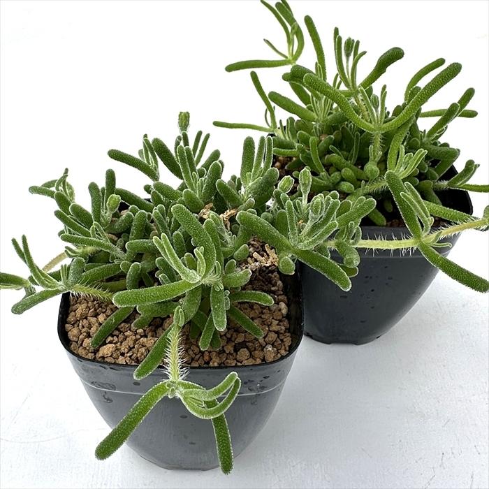 日本花キ流通 多肉植物 caドロサンテマム アイスオレンジ