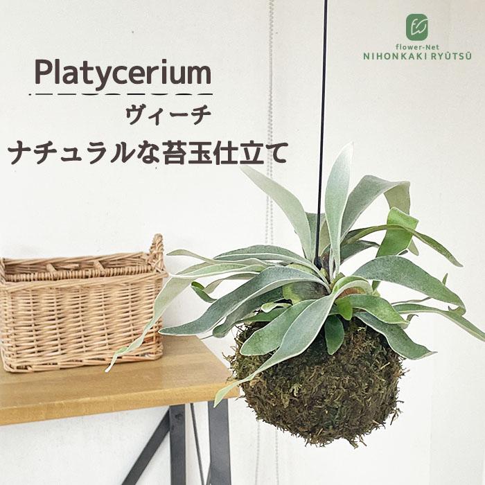 日本花キ流通 観葉植物 コウモリラン ビカクシダ ビーチー ヴィーチ 苔