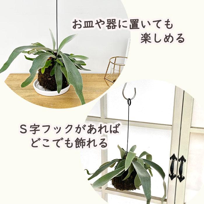 日本花キ流通 観葉植物 コウモリラン ビカクシダ ビーチー ヴィーチ 苔