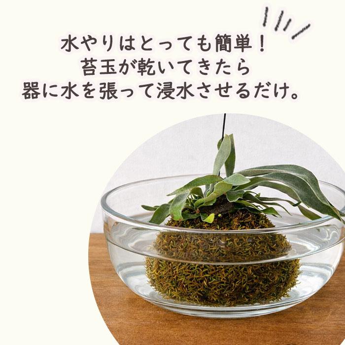 ビカクシダ 流木付き 中型 No.10 ビカクシダ 流木付き 中型 No.10