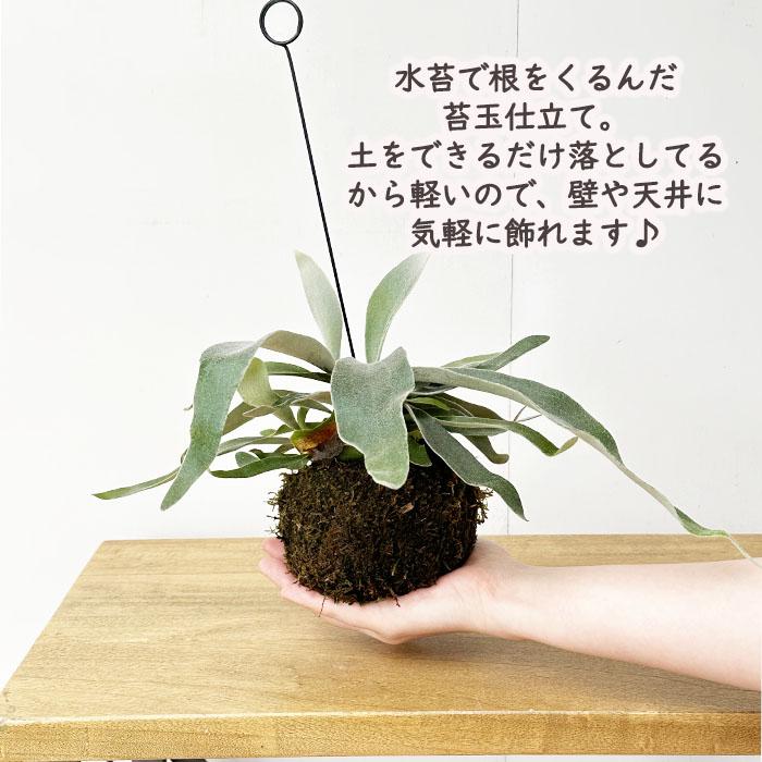 ビカクシダ 壁掛け用 観葉植物　ビーチー 日本花キ流通 観葉植物 コウモリラン ビカクシダ ビーチー ヴィーチ 苔