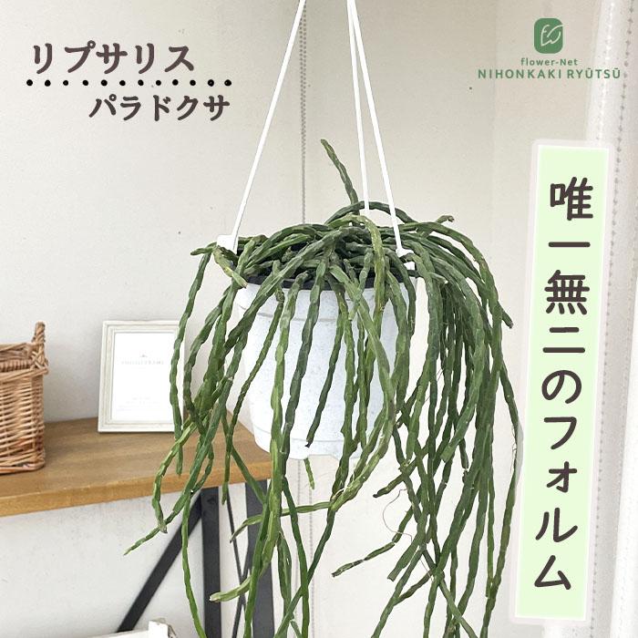観葉植物 リプサリス パラドクサ 4.5号 吊り鉢 吊り下げ ハンギング 送料無料 観葉植物 室内 贈り物 プレゼント インテリア おしゃれ kbk（Yahoo!・フラワーネット日本花キ流通）