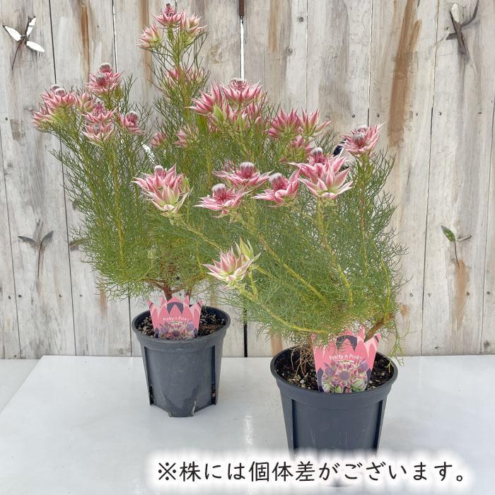 日本花キ流通 ジョーイセルリア プリティピンク 6号鉢 送料無料