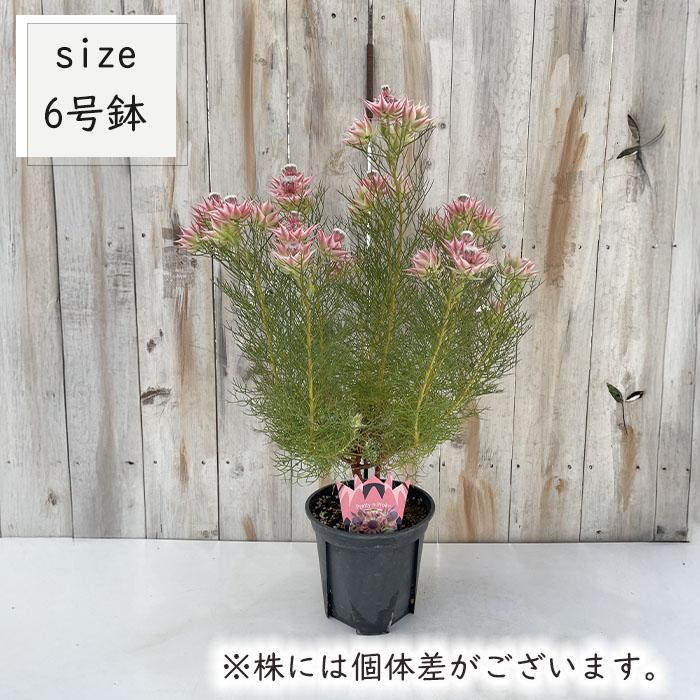 日本花キ流通 ジョーイセルリア プリティピンク 6号鉢 送料無料