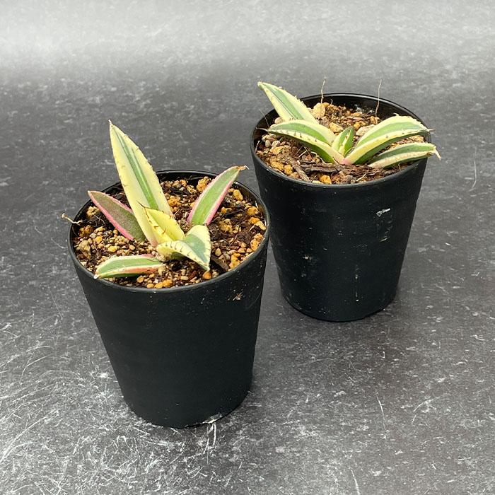 日本花キ流通 多肉植物 caアガベ チタノタ スナグルトゥース 多肉植物