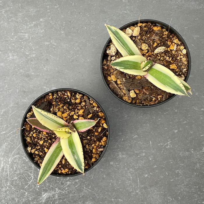 日本花キ流通 多肉植物 caアガベ チタノタ スナグルトゥース 多肉植物