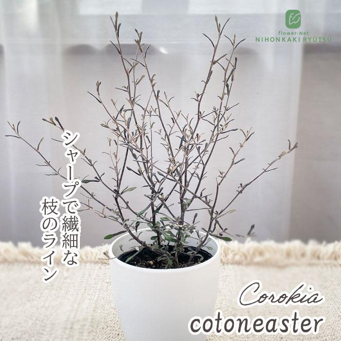 観葉植物 cot コロキア コトネアステル 3.5号鉢 コトネアスター 観葉植物 小型 小さい 室内 贈り物 プレゼント インテリア おしゃれ（Yahoo!・フラワーネット日本花キ流通）