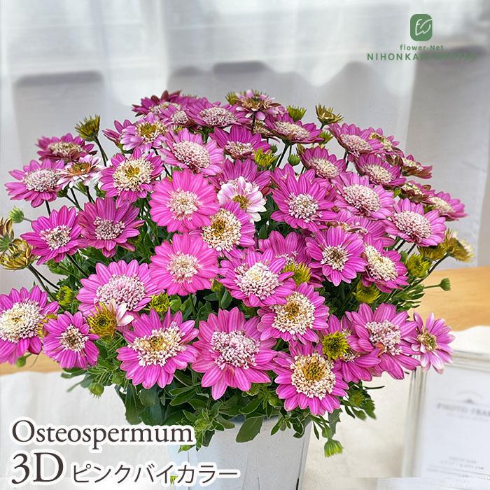 【お値下】オステオスペルマムとビオラの花籠 ＊ 寄せ植え オステオスペルマムの寄せ植え＊