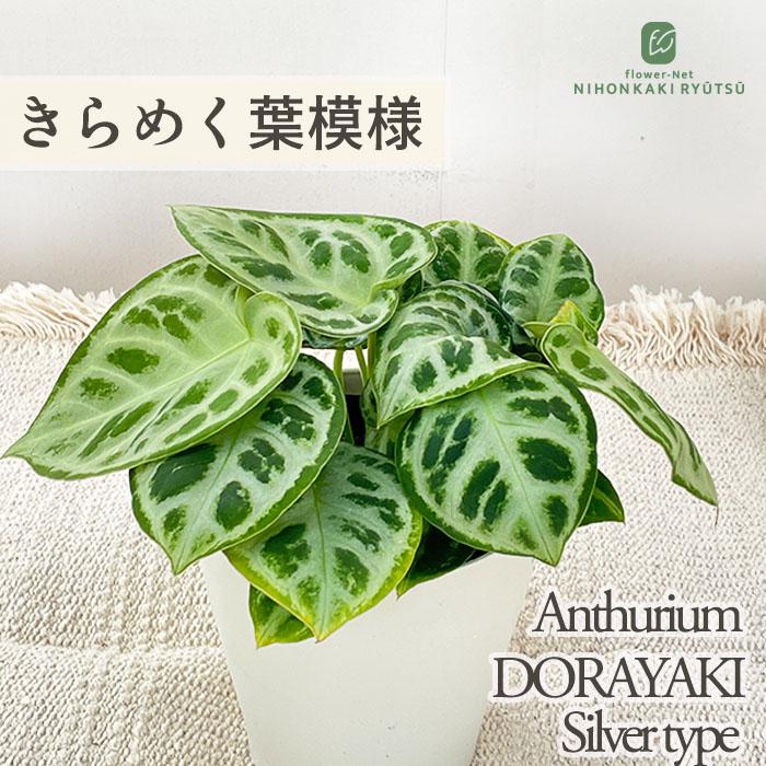 観葉植物 アンスリウム クリスタリナム ドラヤキ 4号鉢 アンスリューム シルバータイプ 送料無料 観葉植物 小型 小さい 室内 贈り物 プレゼント インテリア（Yahoo!・フラワーネット日本花キ流通）