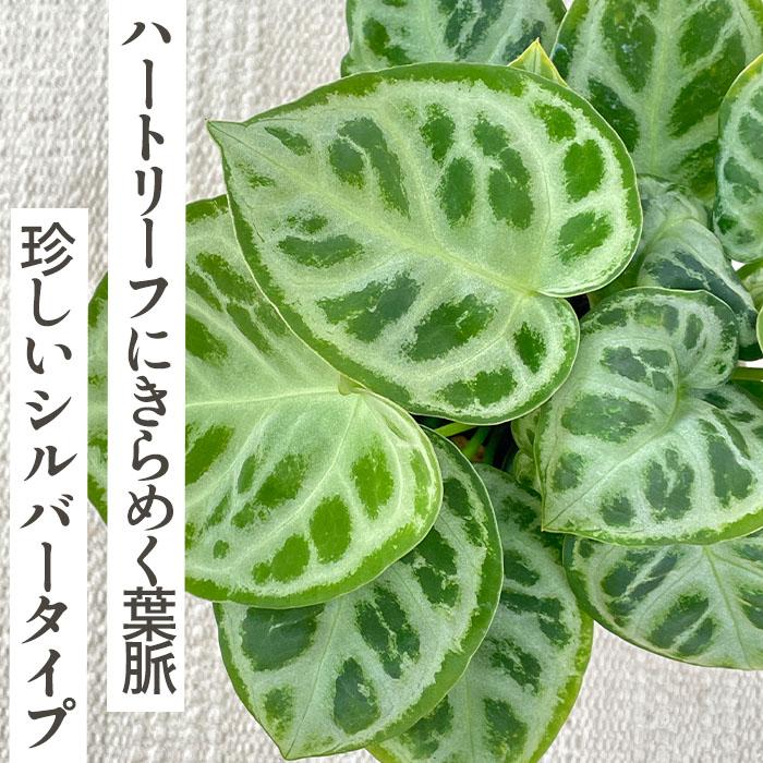 日本花キ流通 観葉植物 アンスリウム クリスタリナム ドラヤキ 4号鉢
