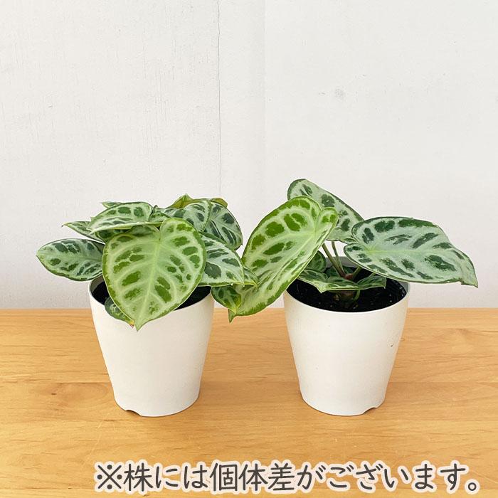 日本花キ流通 観葉植物 アンスリウム クリスタリナム ドラヤキ 4号鉢