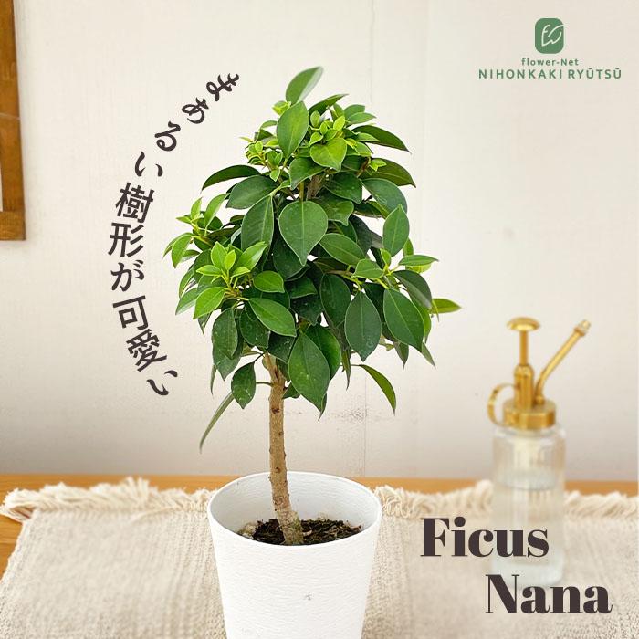 フィカス 観葉植物 四角鉢 日本花キ流通 観葉植物 フィカス ナナ ゴムの木 4号鉢 送料無料 観葉