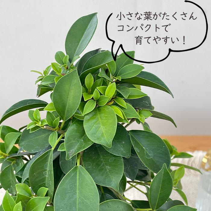 日本花キ流通 観葉植物 フィカス ナナ ゴムの木 4号鉢 送料無料 観葉