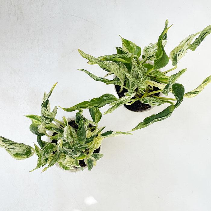 観葉植物 ポトス テルノ No.018 ラブソング 8cmポット 登録品種 小型