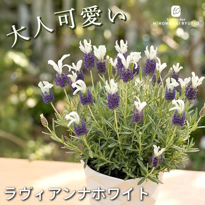 日本花キ流通 予約販売 ラベンダー 苗 ラヴィアンナホワイト 5号鉢