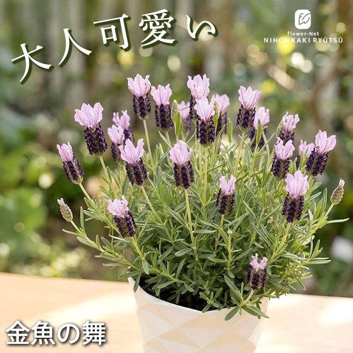 日本花キ流通 予約販売 ラベンダー 苗 金魚の舞 5号鉢 フレンチ