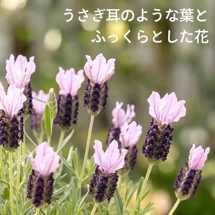 日本花キ流通 予約販売 ラベンダー 苗 金魚の舞 5号鉢 フレンチ